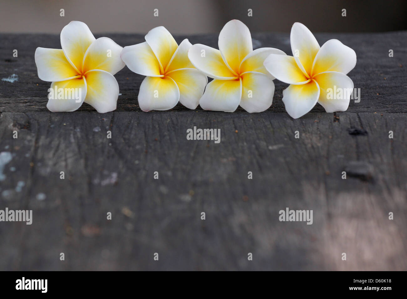 Foto Frangipani (plumeria) fiore su vecchi boschi. Foto Stock