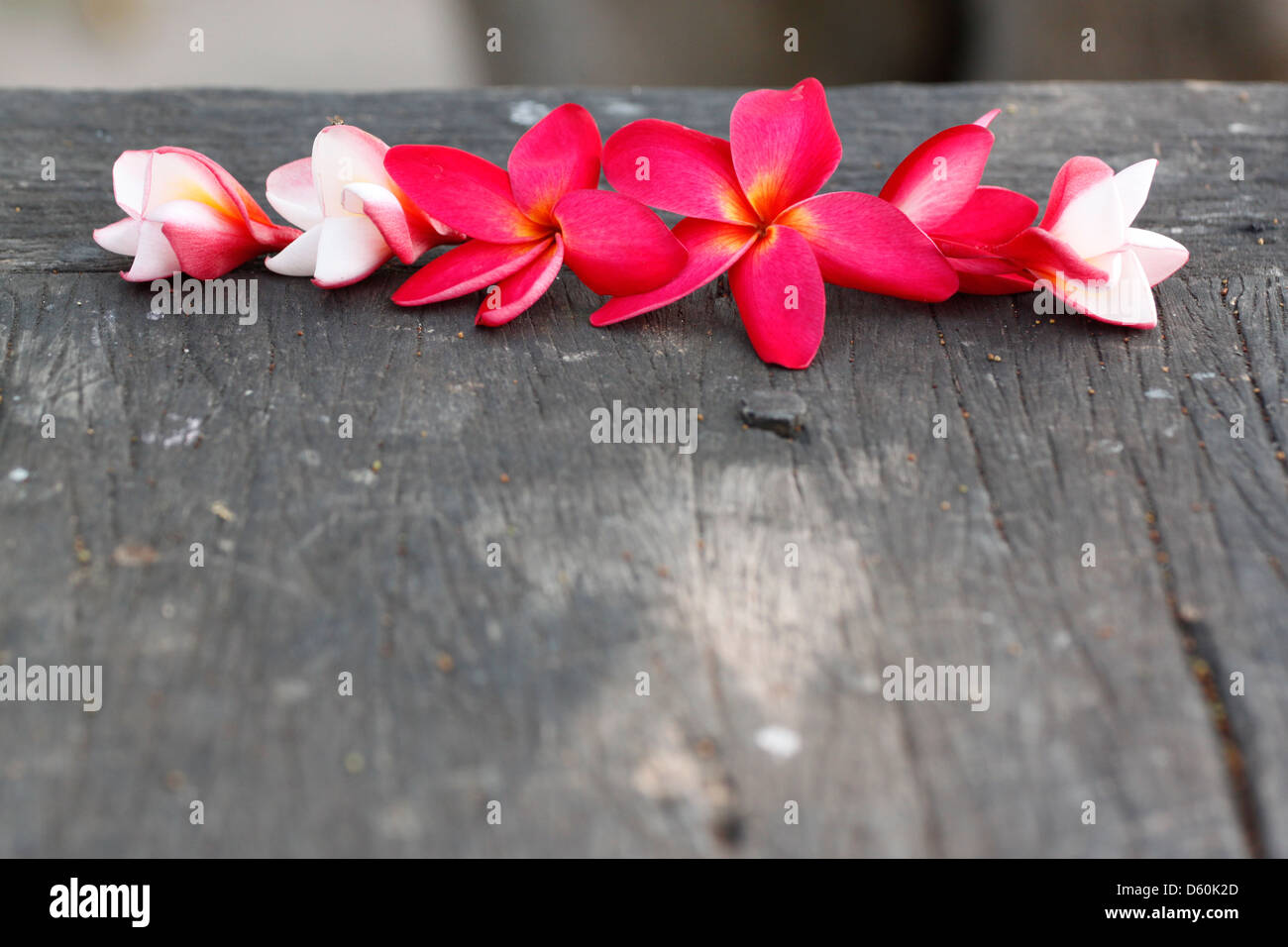 Foto Frangipani (plumeria) fiore su vecchi boschi. Foto Stock