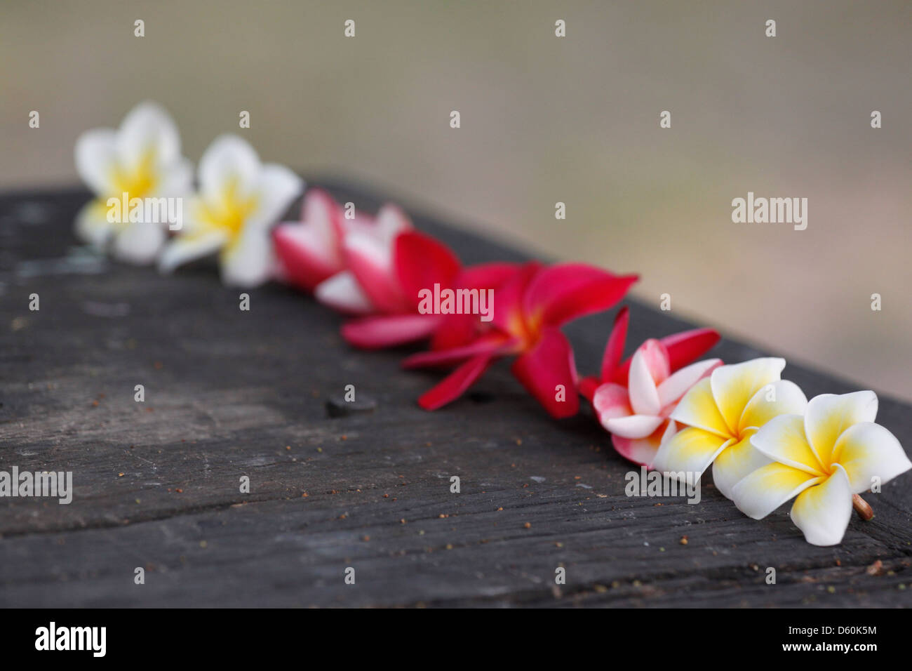 Foto Frangipani (plumeria) fiore su vecchi boschi. Foto Stock