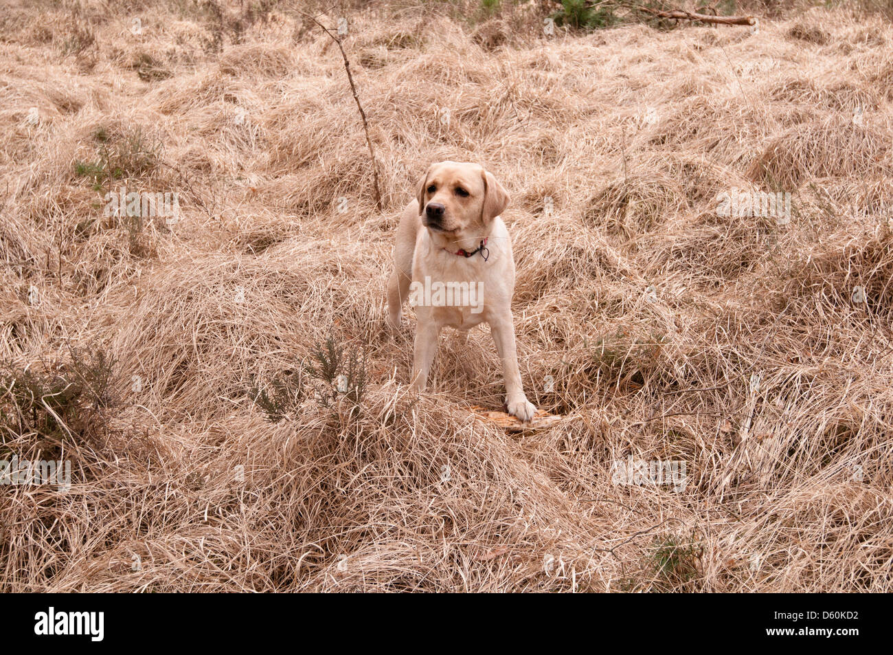 Il Labrador in piedi in inverno erbe a Chobham Common Chobham Surrey in Inghilterra REGNO UNITO Foto Stock
