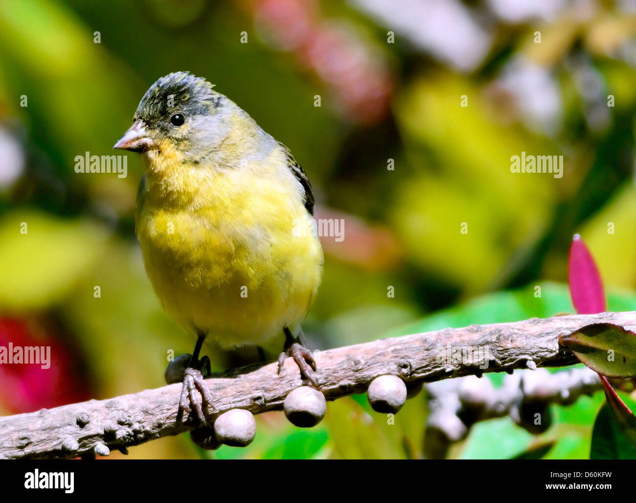 Goldfinch minore appollaiato su un ramo, petto giallo e dorso di oliva che si illuminano di luce intensa. Un piccolo e vibrante songbird. Spinus psaltria Foto Stock