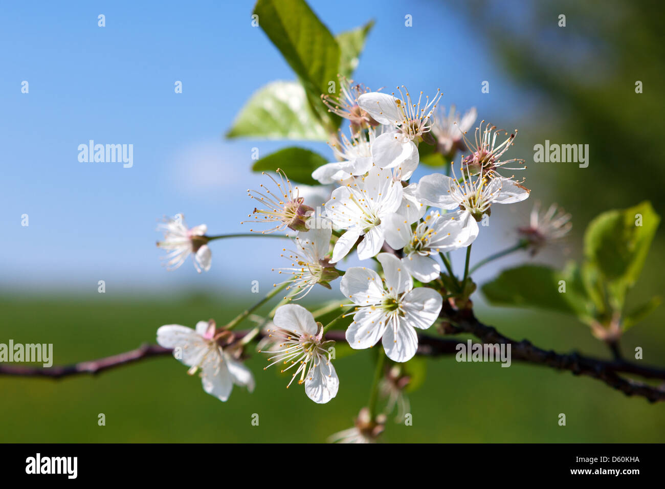 Fiore di melo Foto Stock