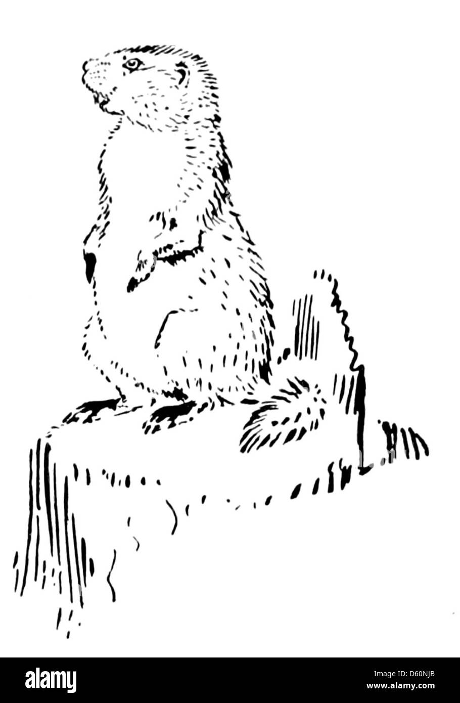 Questa fotografia della serie "Animal Heroes" mette in evidenza un maiale, sottolineando il ruolo degli animali sia nella natura che nella cultura popolare come figure eroiche o simboliche. Foto Stock