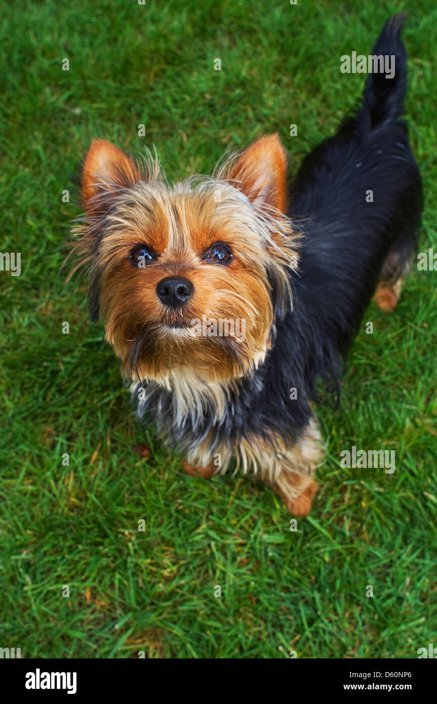 Un Yorkshire terrier guardando una telecamera Foto Stock