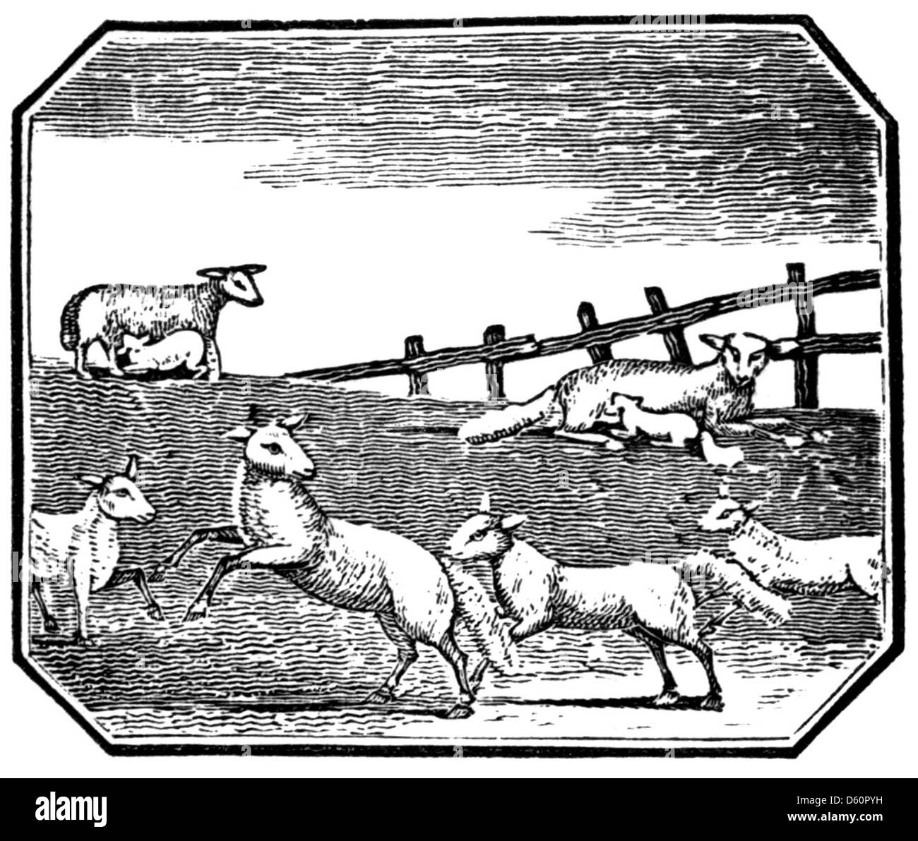 Un'immagine tratta da "Un regalo di New York" raffigurante una pecora, che mostra l'interesse dei primi anni del XIX secolo nell'illustrare la vita quotidiana e gli animali di New York. Questo lavoro cattura le scene rurali e agricole tipiche del tempo. Foto Stock