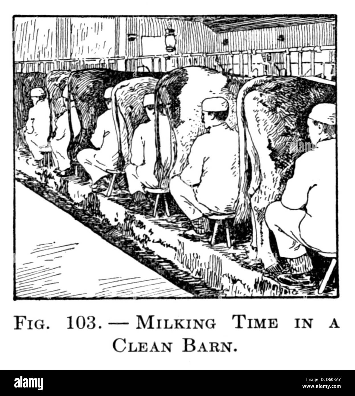 Una fotografia del 1916 che mostra il processo di mungitura delle mucche, catturando una scena rurale in cui la mucca viene munta a mano. L'immagine riflette le pratiche agricole del tempo, concentrandosi sul rapporto tra allevatori e bestiame. Foto Stock