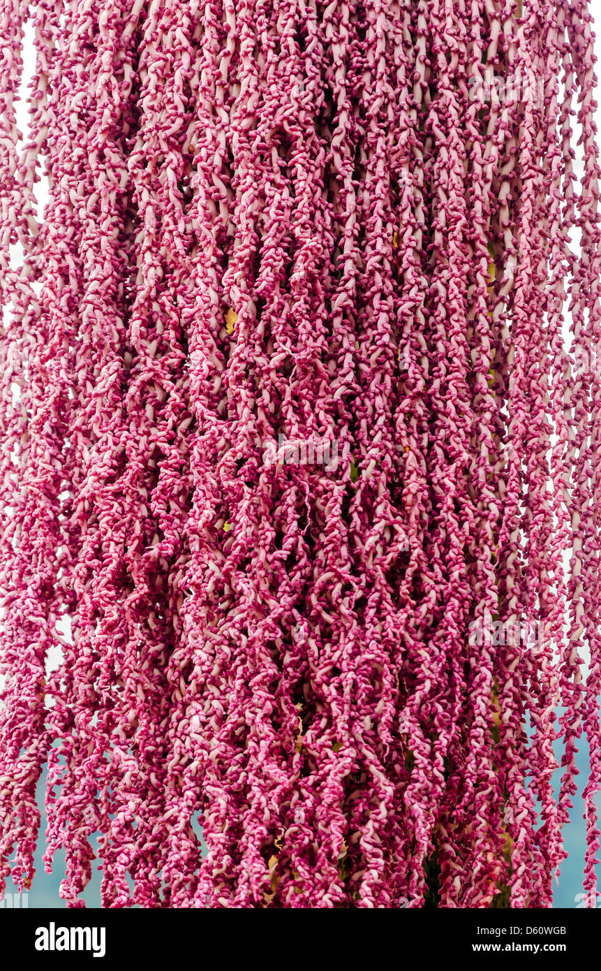 Interessanti i fiori rosa di una palma a Cundinamarca, Colombia Foto Stock