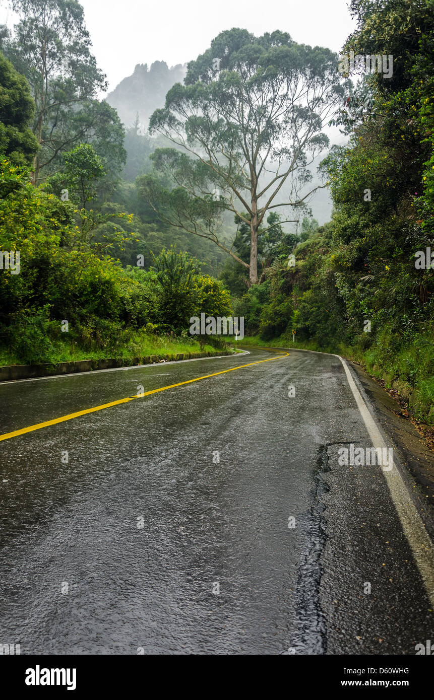Una strada che conduce in una nebbia di lussureggiante foresta protetta Foto Stock