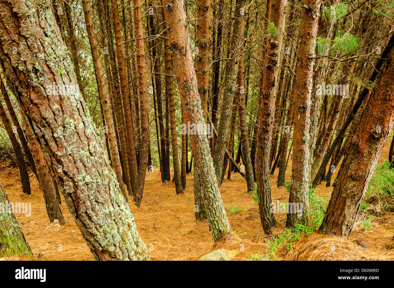 Una fitta pineta con terreno coperta a secco di aghi di pino Foto Stock