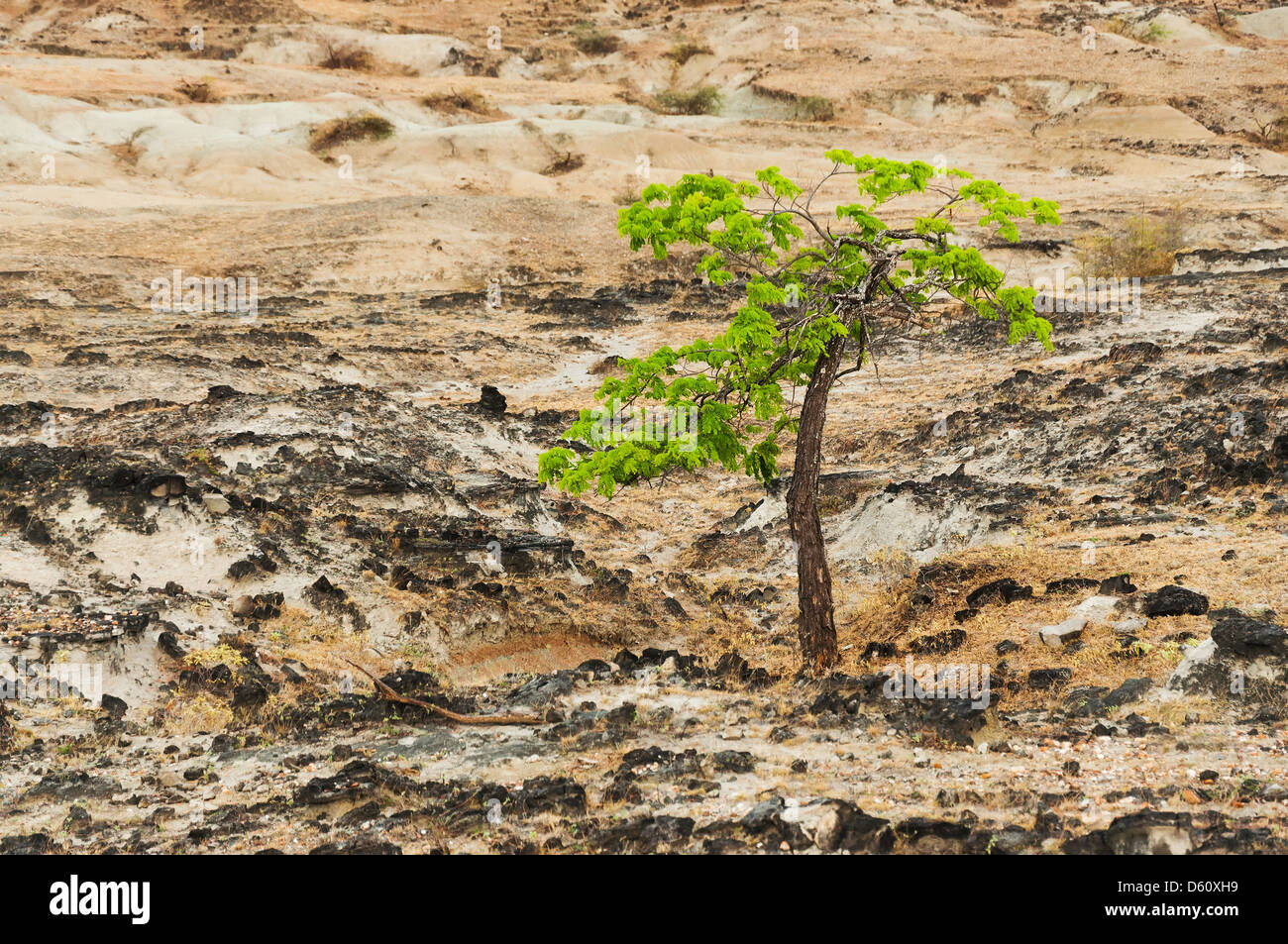 Una bella e verde albero che cresce in un deserto desolato deserto Foto Stock