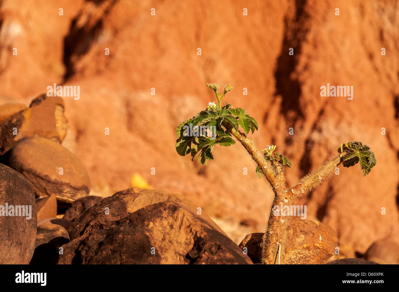 Piccola pianta verde che lottano per sopravvivere in rosso Tatacoa Desert in Huila, Colombia Foto Stock