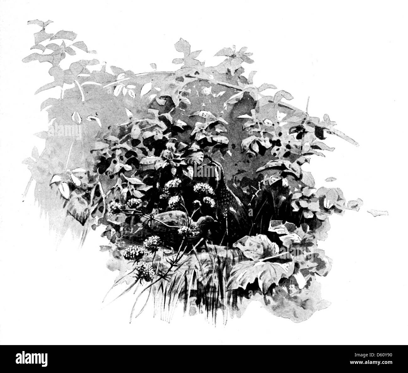 Una fotografia del 1899 raffigurante la bellezza naturale della California, che mostra un paesaggio lussureggiante con fiori e arbusti in fiore. L'immagine mette in risalto la vivace flora della regione, catturando l'essenza del fascino all'aperto della California. Foto Stock