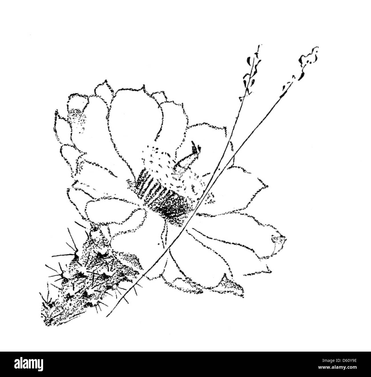 Questa fotografia del 1899 mostra un vivace fiore di cactus, che mostra la bellezza naturale dei paesaggi desertici della California. L'immagine riflette la ricca diversità botanica dello stato, evidenziando la splendida flora della regione. Foto Stock