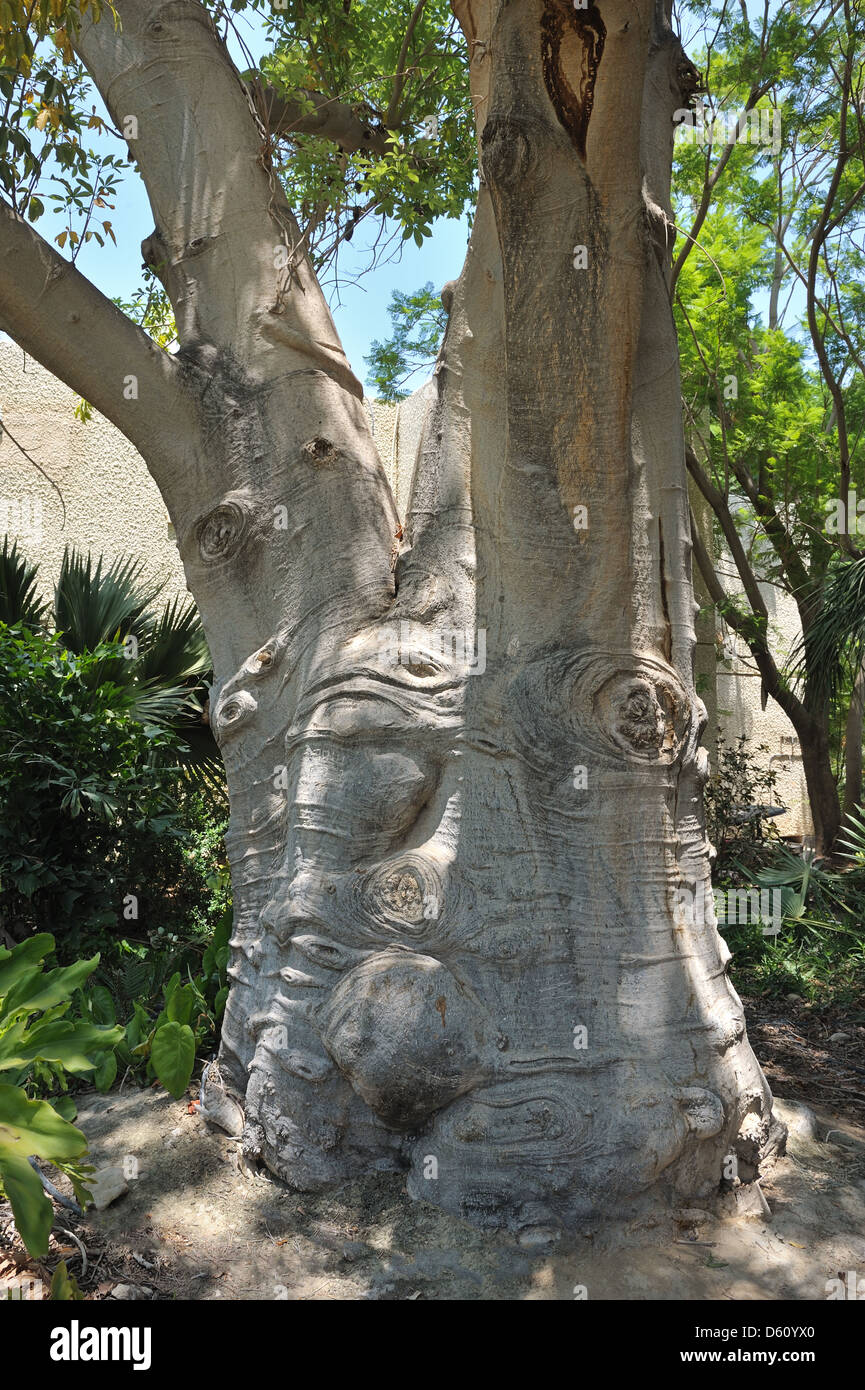 Albero del baobab Foto Stock