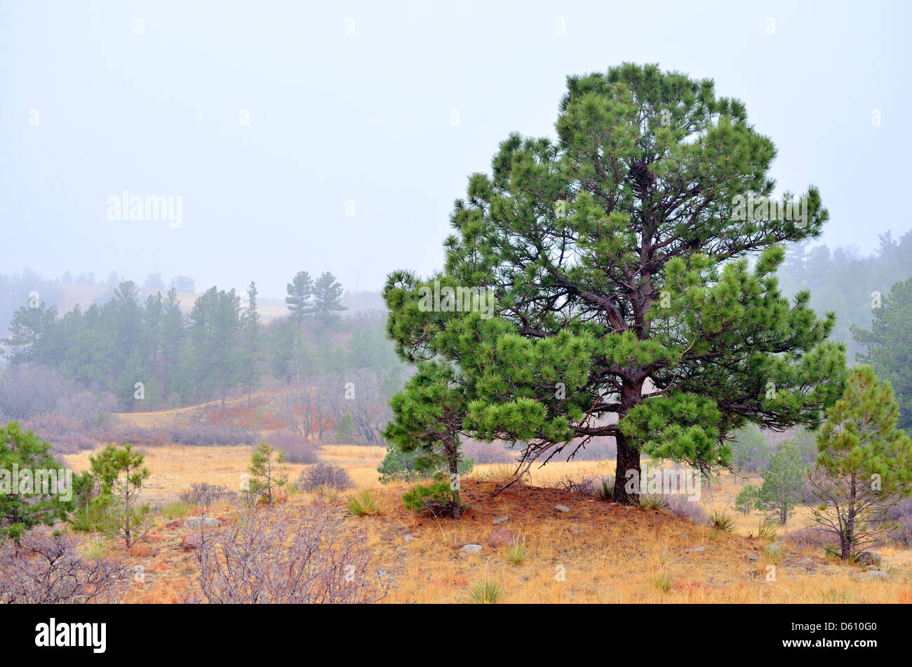 Evergreen ai piedi delle colline di Colorado Montagne Rocciose. Foto Stock