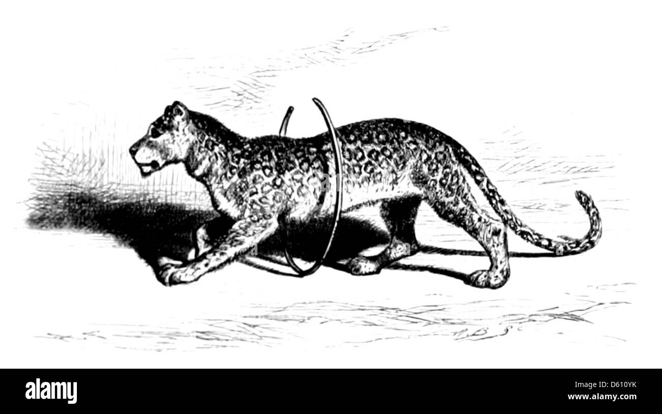 Questa illustrazione del 1874 tratta dalla commedia di Shakespeare "sogno di Una notte di mezza estate" mostra una scena di fantasia magica, con personaggi come Puck e Titania nella foresta incantata. L'immagine incarna gli elementi stravaganti e ultraterreni del gioco. Foto Stock