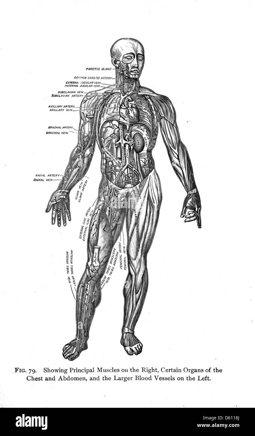 Questa immagine tratta dal libro di testo del 1910 "vita e salute" illustra gli organi interni del corpo umano. Il diagramma offre uno sguardo dettagliato sulla fisiologia umana, finalizzato a scopi educativi per gli studenti delle scuole superiori e dell'accademia. Foto Stock