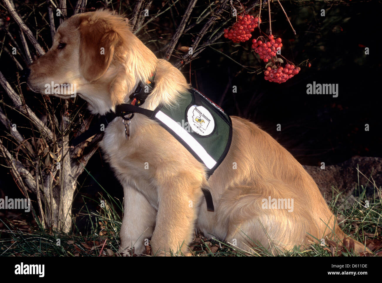 Golden Retriever cucciolo 'service dog' in formazione Foto Stock
