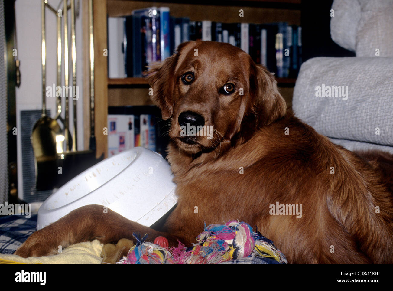 Il golden retriever con ciotola di cibo Foto Stock