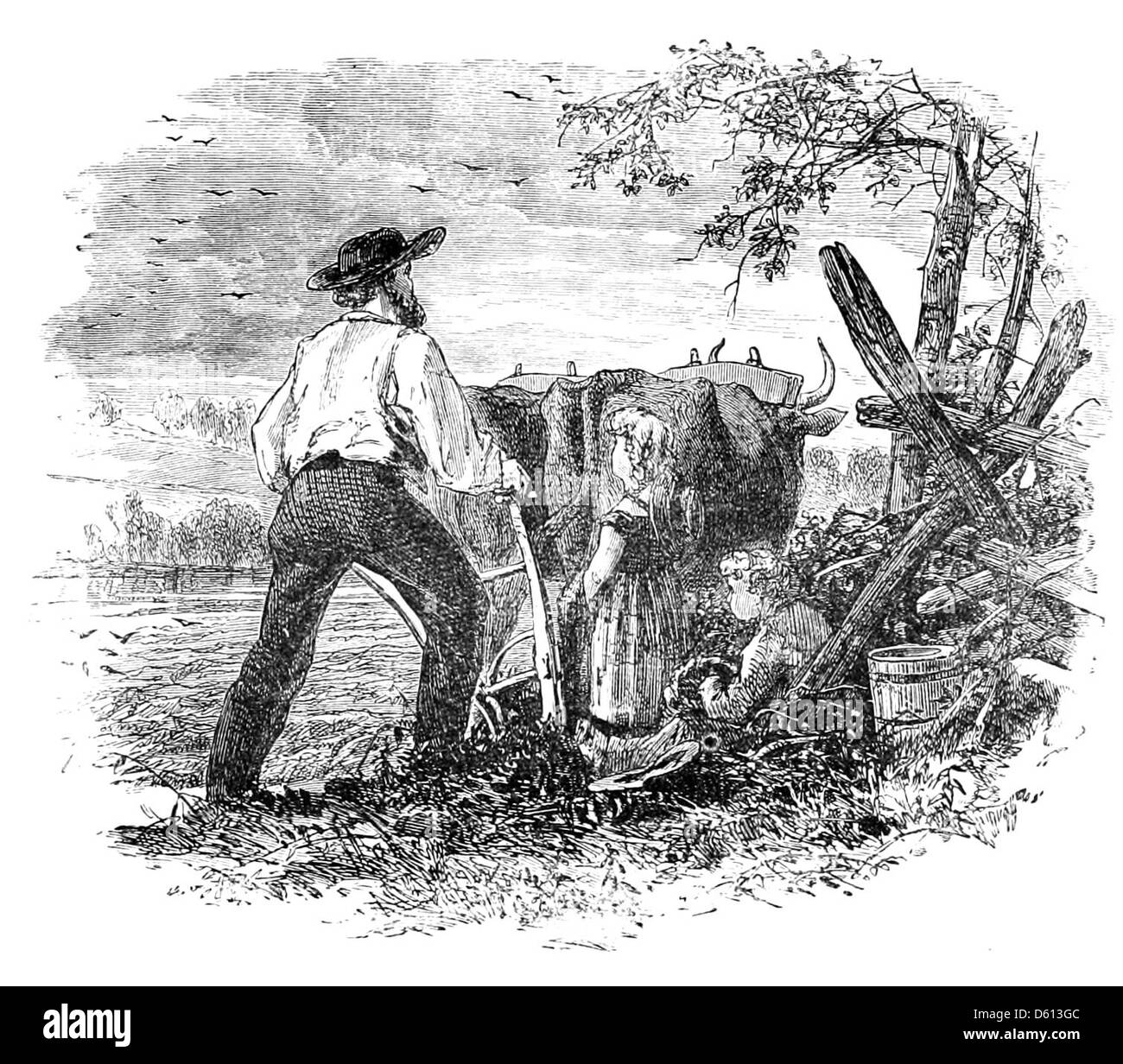 Una scena rurale raffigurante i campi di aratura del bestiame, illustrando le pratiche agricole della fine del XIX secolo. Foto Stock