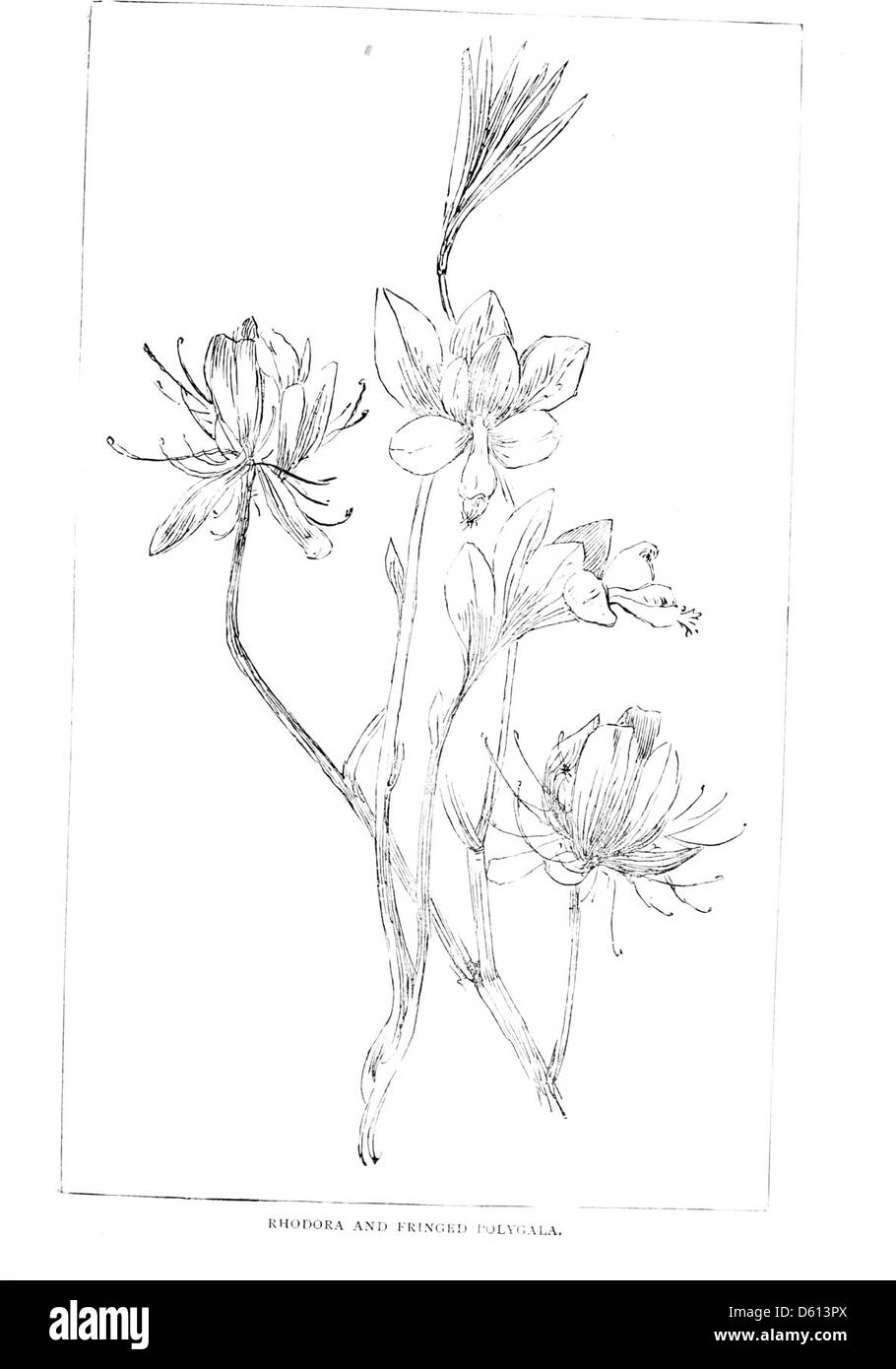 Questa fotografia del 1884 raffigura una famiglia che prende un volo, molto probabilmente in mongolfiera, mentre è circondata dalle fiorenti piante di Emodora e dal polygala con frange, un vivace spettacolo della natura primaverile. Foto Stock