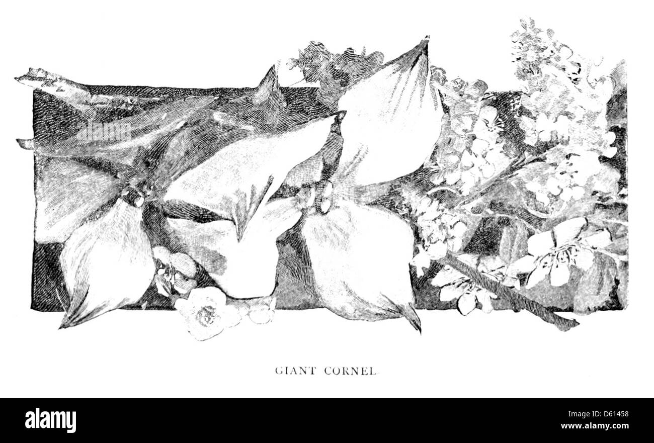 Questa fotografia d'epoca del 1884 illustra un'escursione in famiglia che coinvolge un volo intorno alla loro casa, con un grande albero di Cornel, noto per il suo aspetto suggestivo. L'immagine riflette le attività all'aperto della famiglia del XIX secolo. Foto Stock