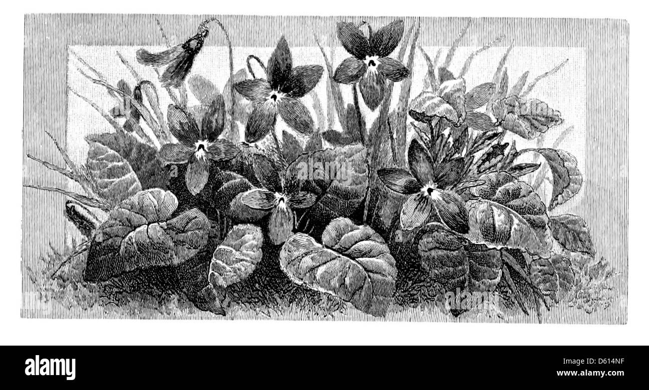 Questa illustrazione del 1880, "A Dream of Fair Women", probabilmente ispirata a una famosa poesia, raffigura figure femminili idealizzate circondate da immagini romantiche e simboliche. L'opera d'arte incarna gli ideali artistici e culturali della femminilità durante la fine del XIX secolo. Foto Stock