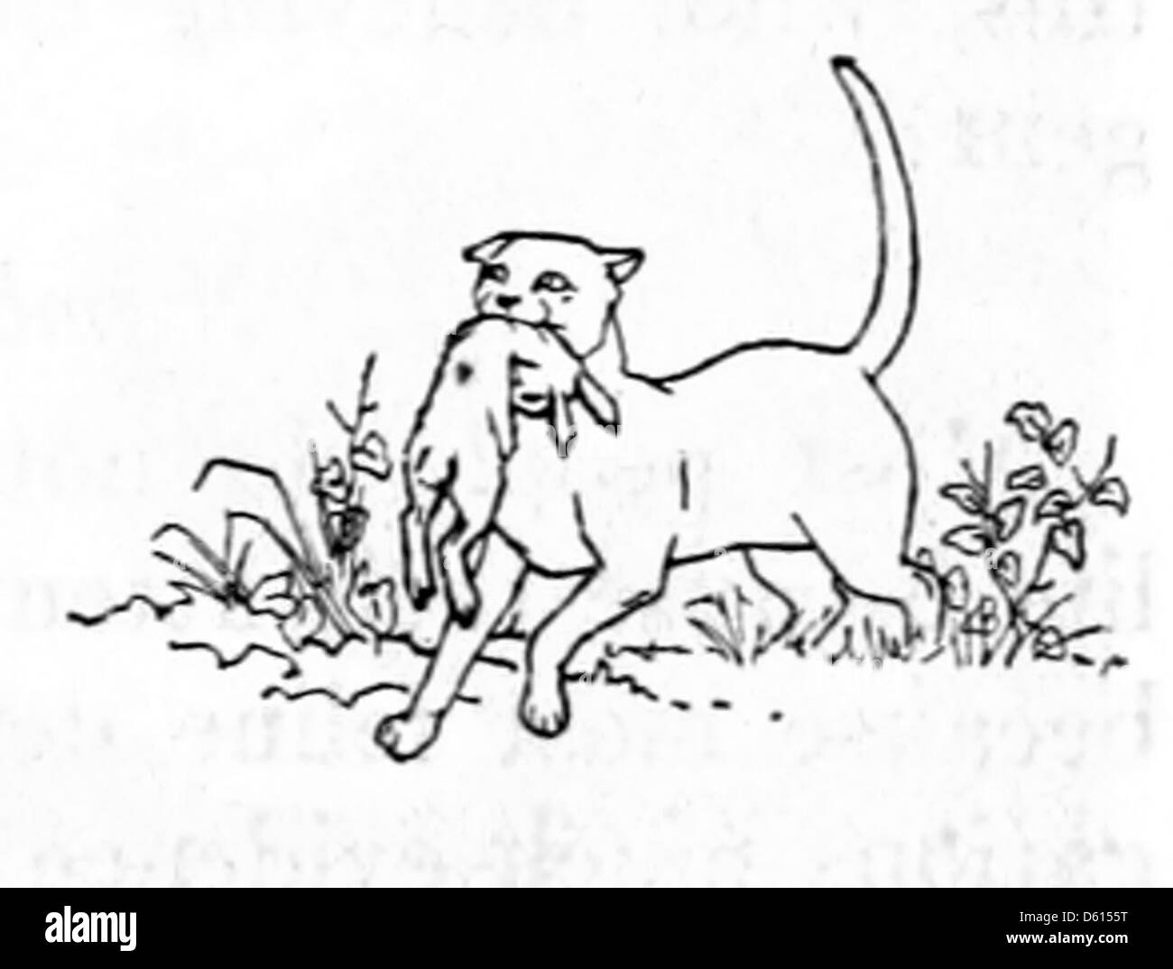 Questa immagine del 1916 esamina il ruolo dei gatti domestici nel controllo di parassiti come conigli e uccelli, offrendo consigli sulla loro utilità e sui metodi per gestire il loro impatto sulla fauna selvatica e sugli ecosistemi. Foto Stock