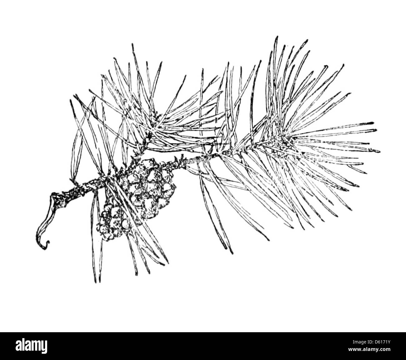 Questa edizione del 1905 di Robert Louis Stevenson 'A Child's Garden of Verses' include poesie che celebrano la natura, con particolari riferimenti agli aghi di pino e ai pini, che sottolineano la bellezza del mondo naturale durante l'infanzia. Foto Stock