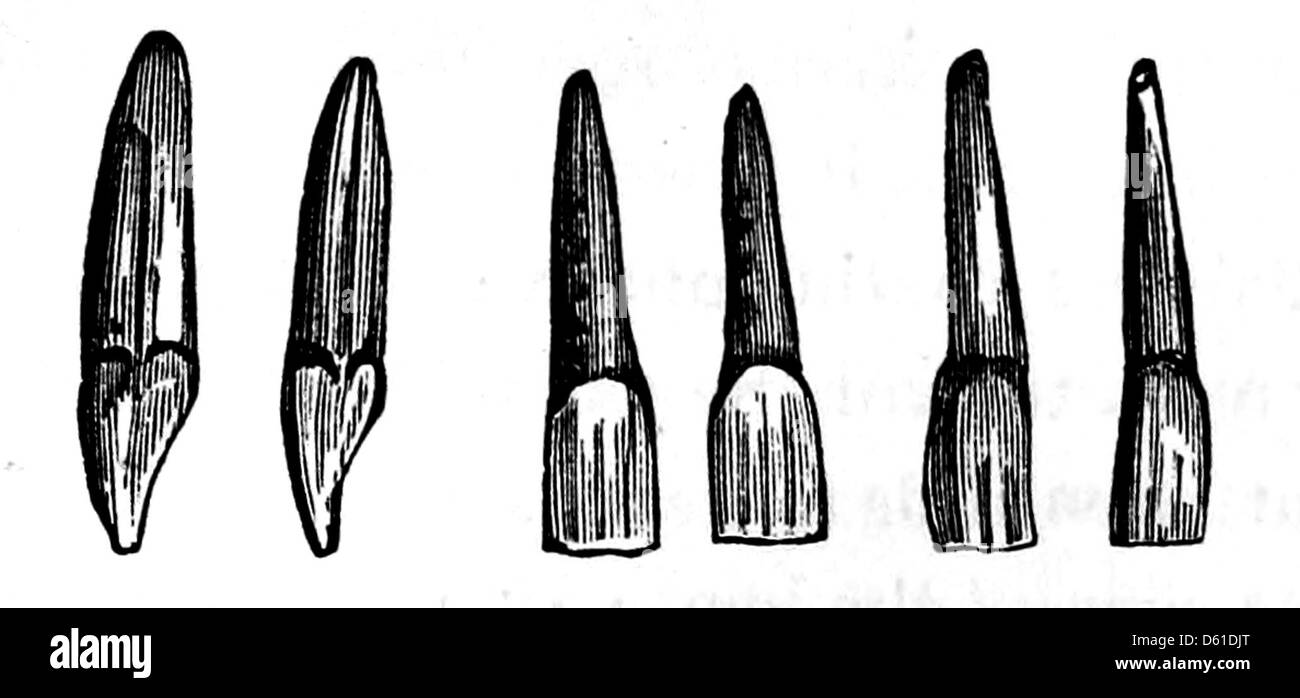 Illustrazione 1868 tratta da un manuale sull'estrazione dei denti, che offre viste anatomiche dettagliate dei denti umani e degli strumenti utilizzati nell'estrazione dentale. L'immagine mostra gli studi odontoiatrici del XIX secolo e le tecniche mediche. Foto Stock