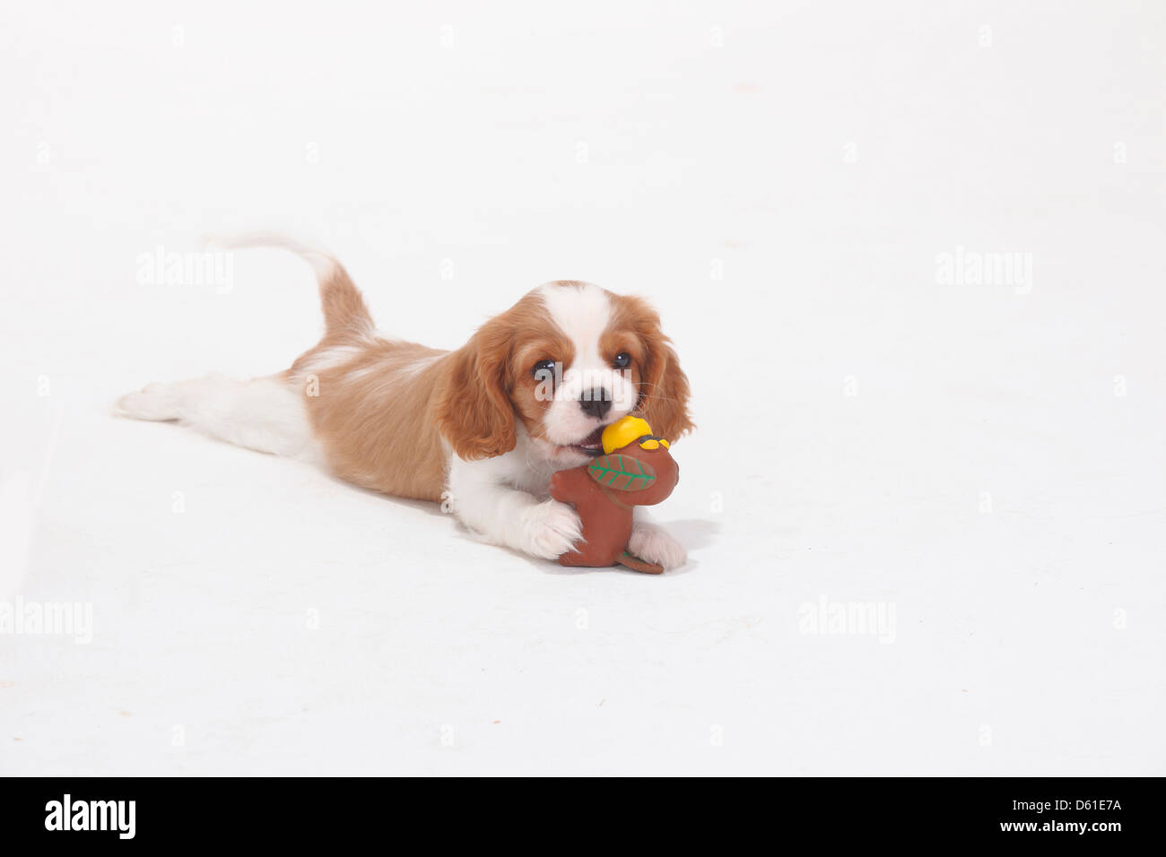 Cavalier King Charles Spaniel, blenheim, cucciolo, 8 settimane / toy Foto Stock