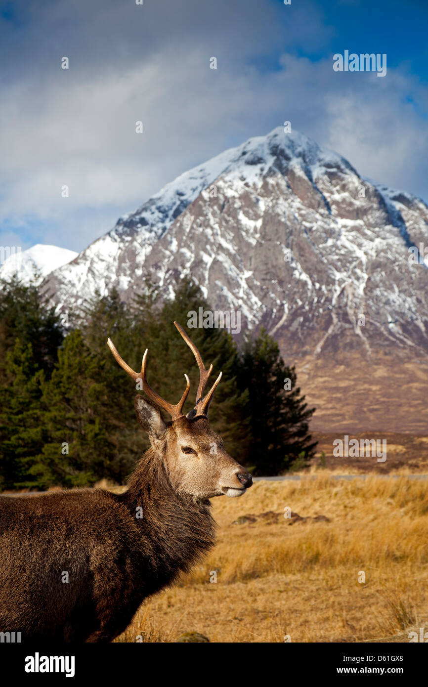 Giovani Red Deer Stag, Highlands scozzesi Foto Stock