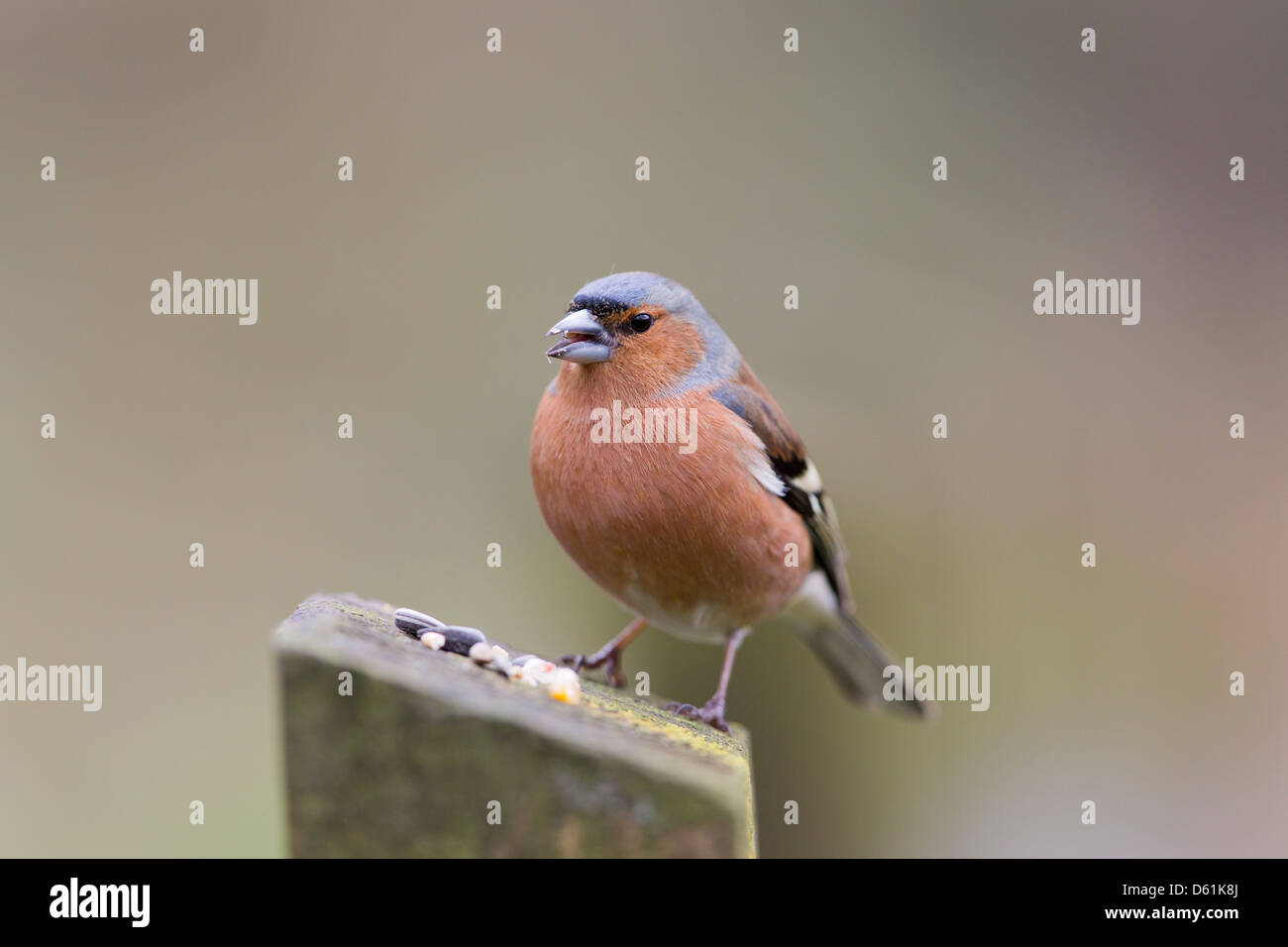 Fringuello; Fringilla coelebs; maschio; mangiare semi; Regno Unito Foto Stock