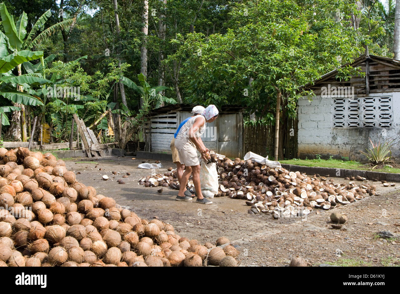 Baracoa: noce di cocco agricoltore Foto Stock