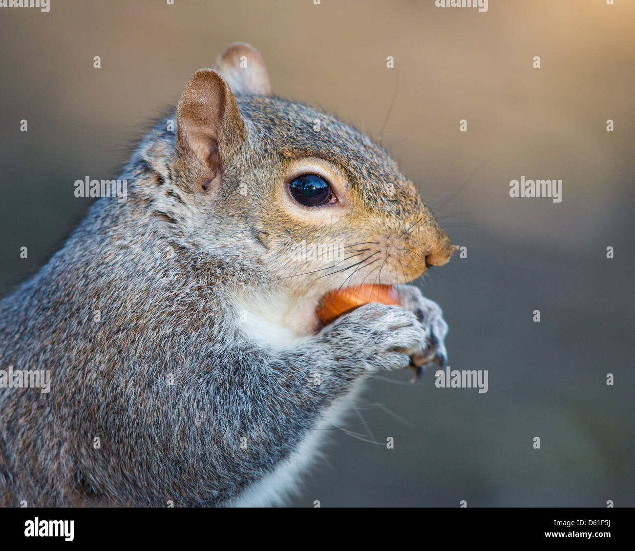 Close-up di un grigio orientale scoiattolo (Sciurus carolinensis) mangiando una nocciola, soft focus giallo sfondo marrone. Foto Stock