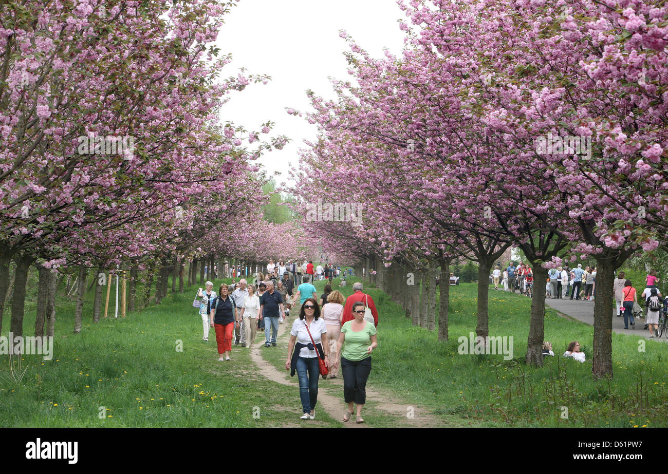 La gente a piedi sotto la fioritura dei ciliegi durante il giapponese Cherry Blossom Festival di Hanami presso il Muro di Berlino il sentiero a Berlino, Germania, 29 aprile 2012. Foto: STEPHANIE PILICK Foto Stock