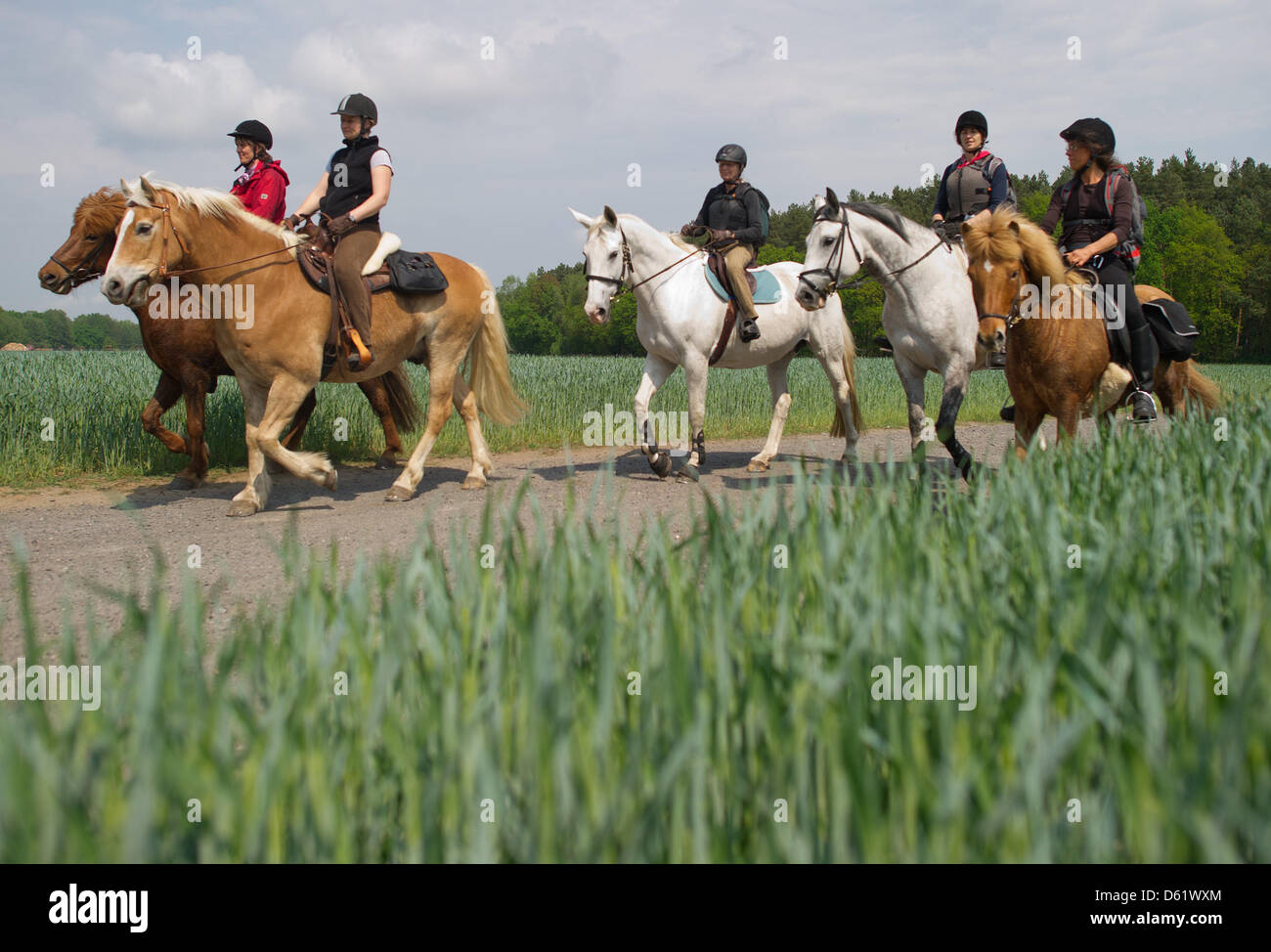 Cinque donne cavalcare i loro cavalli lungo un percorso nei pressi di Neubrueck, Germania, 03 maggio 2012. Questi cinque piloti la prova a 130 km di cavallo hicking sentiero attraverso il Seenland Oder-Spree. Il gruppo locale Oderland e.V. organizza lo sviluppo rurale integrato della regione, uno dei suoi progetti in corso di cavallo hicking. Foto: Patrick Pleul Foto Stock