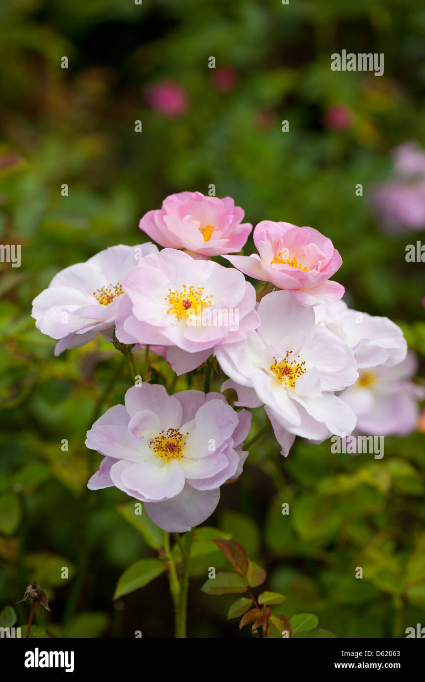 Primo piano di una bellissima rosa pallido cespuglio, Regno Unito Foto Stock