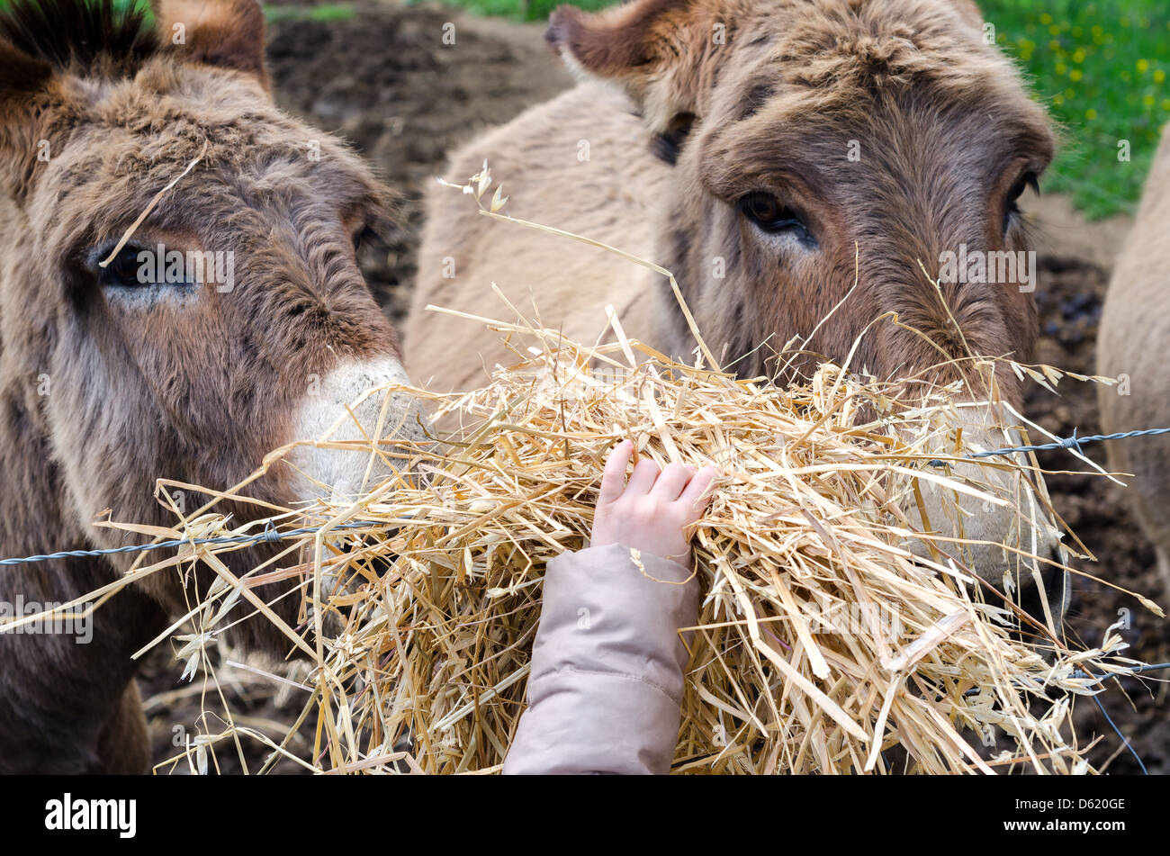 Bambino mentre il fieno da due individui di asino sorcino crociato del Monte Amiata Foto Stock