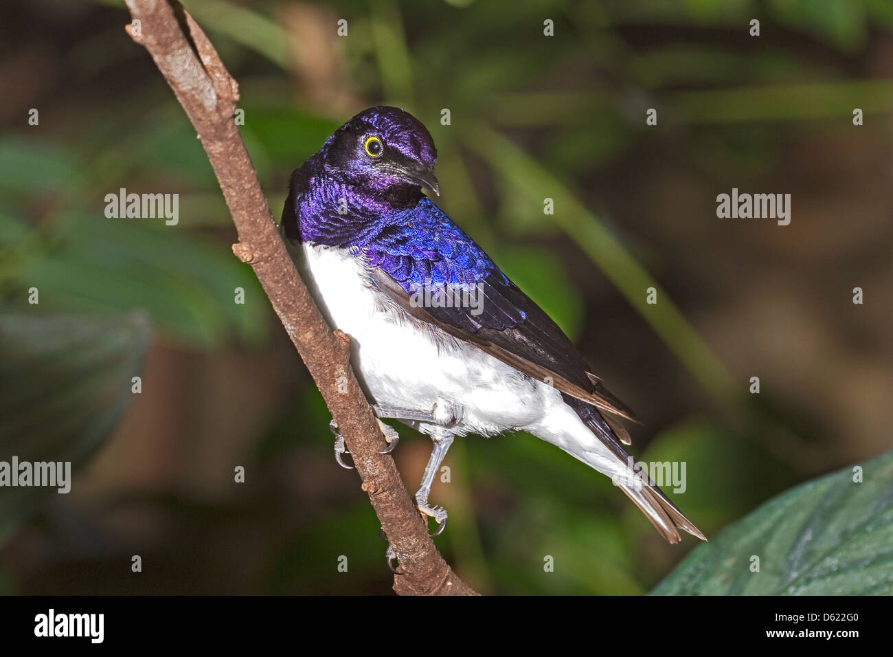 Ametista maschio Starling (Cinnyricinclus leucogaster) Africa Tropicale Giugno 2011 Foto Stock