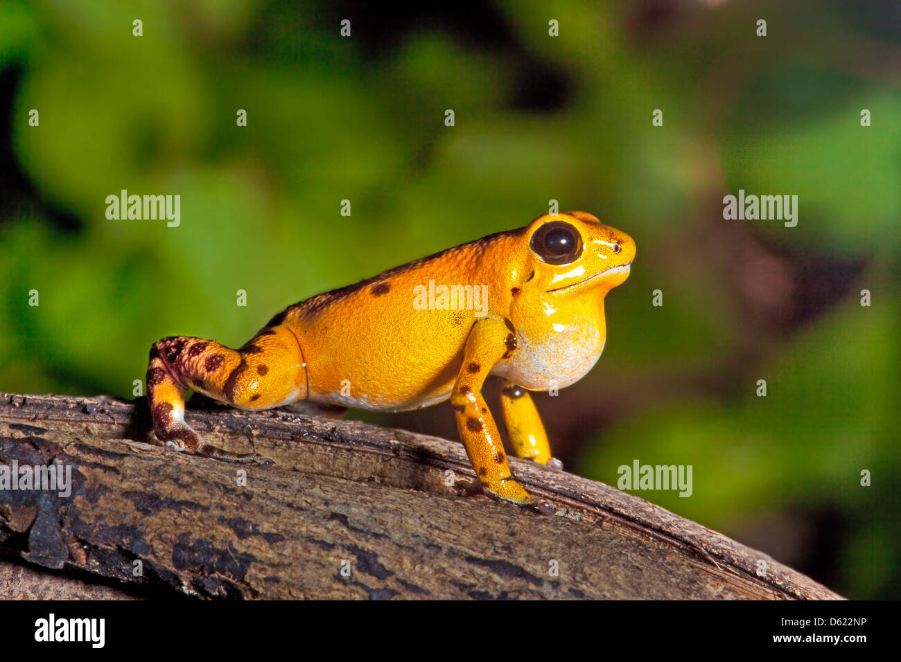 Strawberry Poison Dart Frog Foto Stock