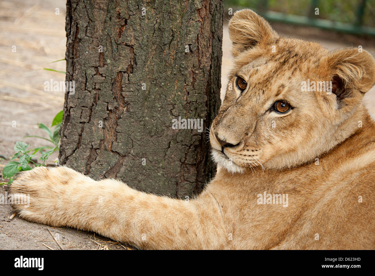 Lion cub appoggiata nel contenitore nel Parco di antilope, Zimbabwe, Africa. Foto Stock