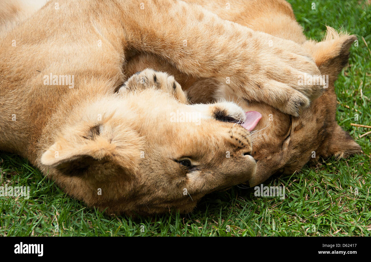 Due giovani lion cubs giocare insieme sull'erba. Antelope Park, Zimbabwe, Africa. Foto Stock