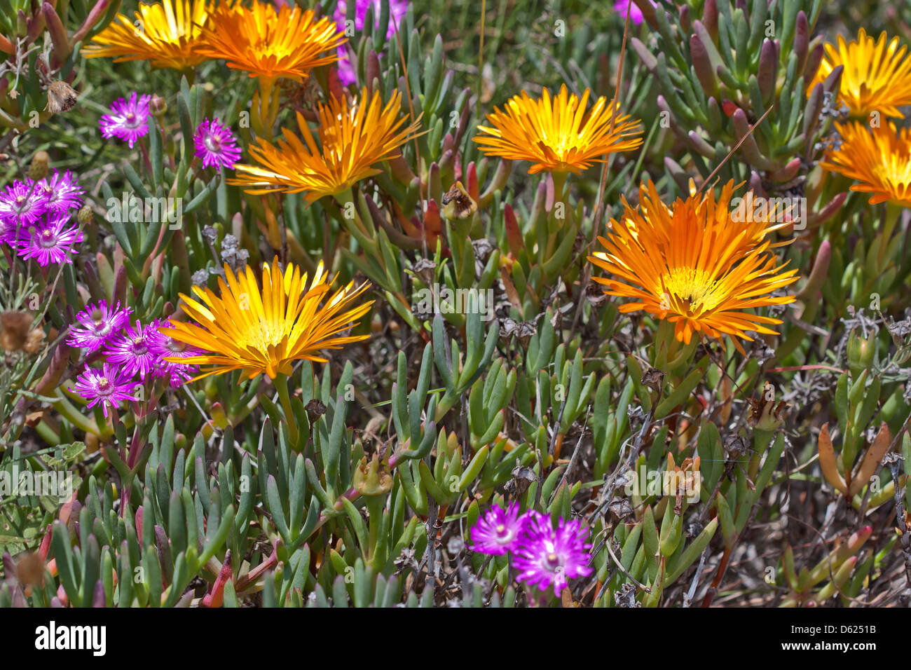 Fiori Selvatici riempire i campi di Andalusia in primavera. Foto Stock