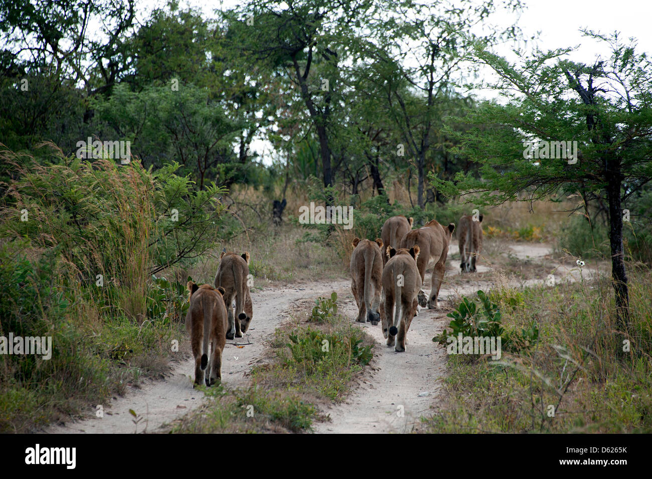 Sette lion cubs camminando lungo il sentiero nella macchia, Zimbabwe, Africa. Foto Stock