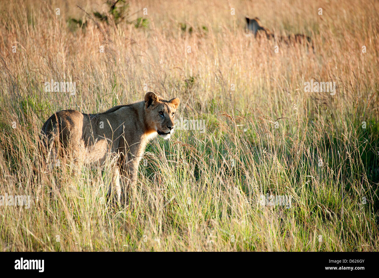 I Lions stalking preda in erba lunga in Zimbabwe, Africa. Foto Stock