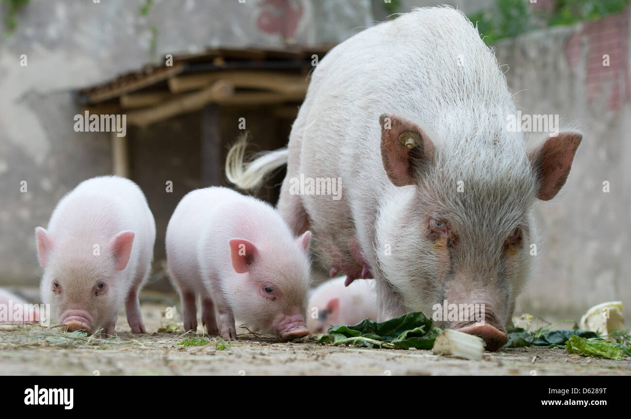 Maiale in miniatura di suinetti sniff per qualcosa da mangiare nel loro recinto presso lo zoo di Hannover, Germania, 15 maggio 2012. Dieci mini maiali, 8 femmine e due maschi, sono nati il 06 aprile al maiale Madre Marianne. Mini maiali sono piccoli maiali domestici che crescono da 50 centimetri di altezza e 100 centimetri. Foto: JOCHEN LUEBKE Foto Stock