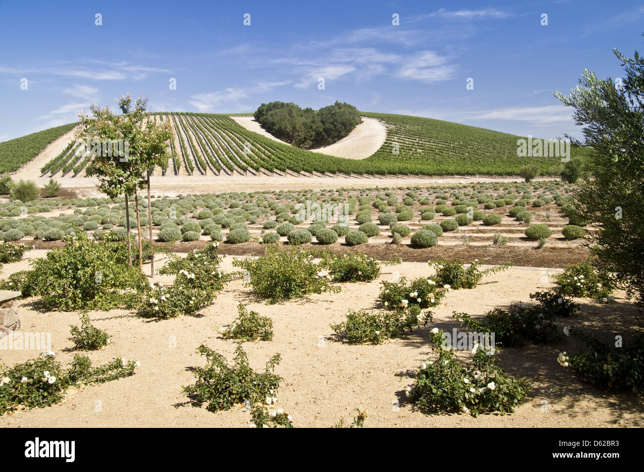 Il cuore del paese del vino Foto Stock