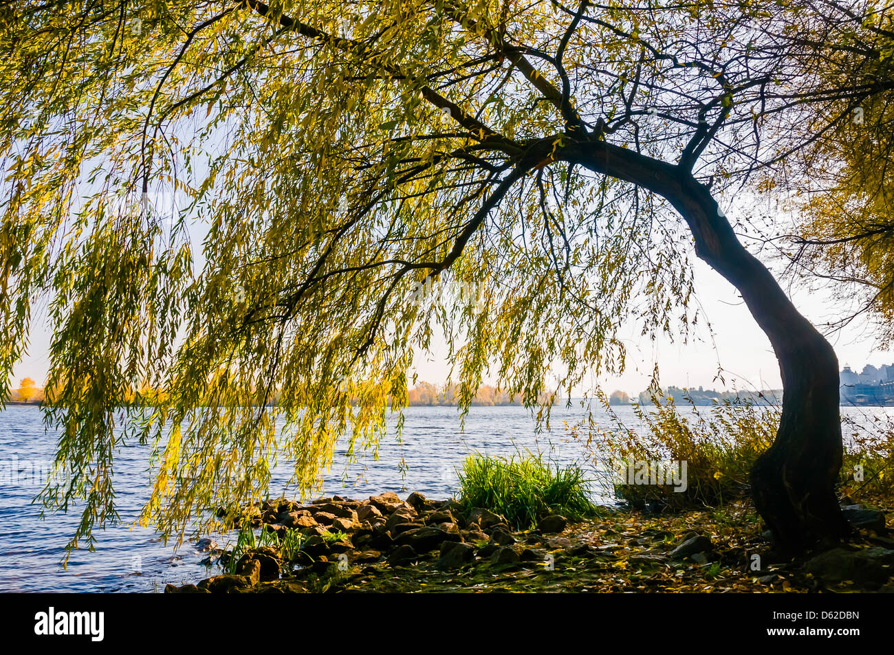 Willow vicino al fiume Dniper presto all'alba Foto Stock