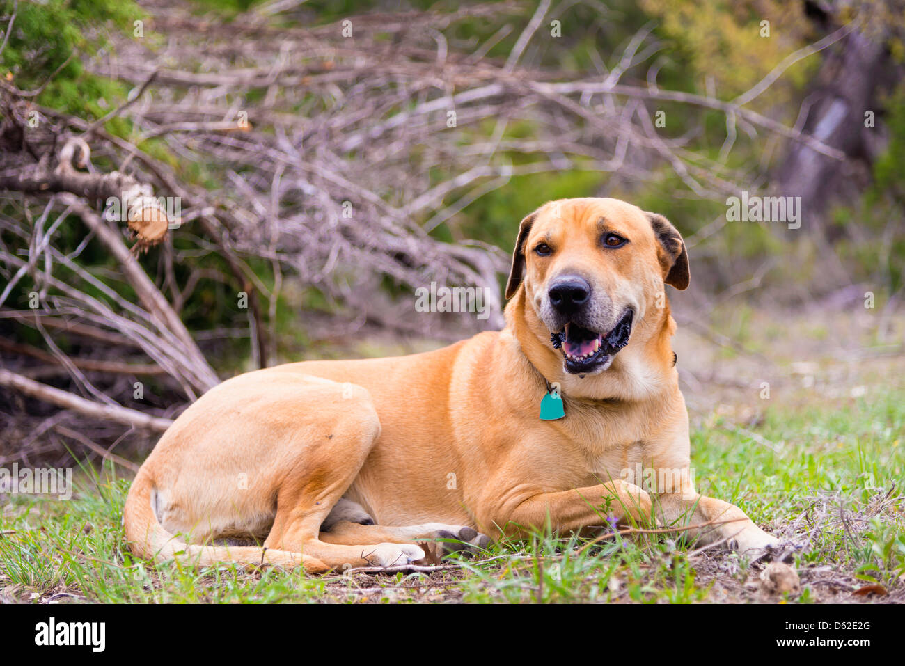 Blackmouth Cur cane Foto Stock